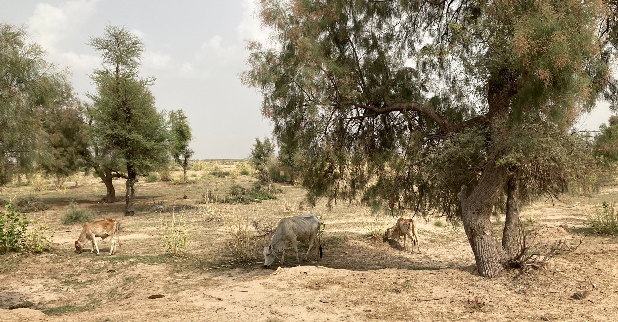 Cholistan Desert, with cattle grazing under tree